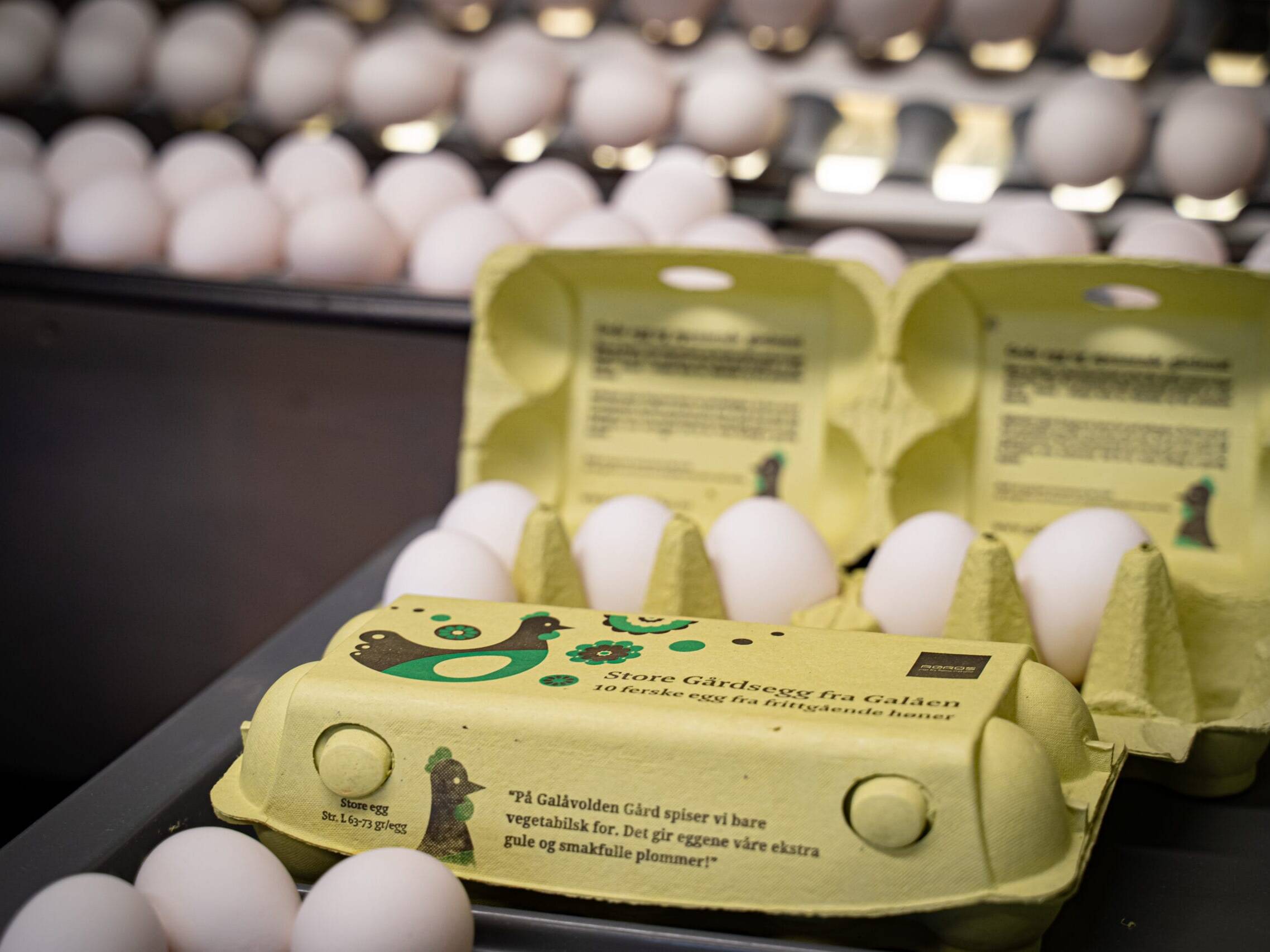 Foto: Ren Røros Frontal