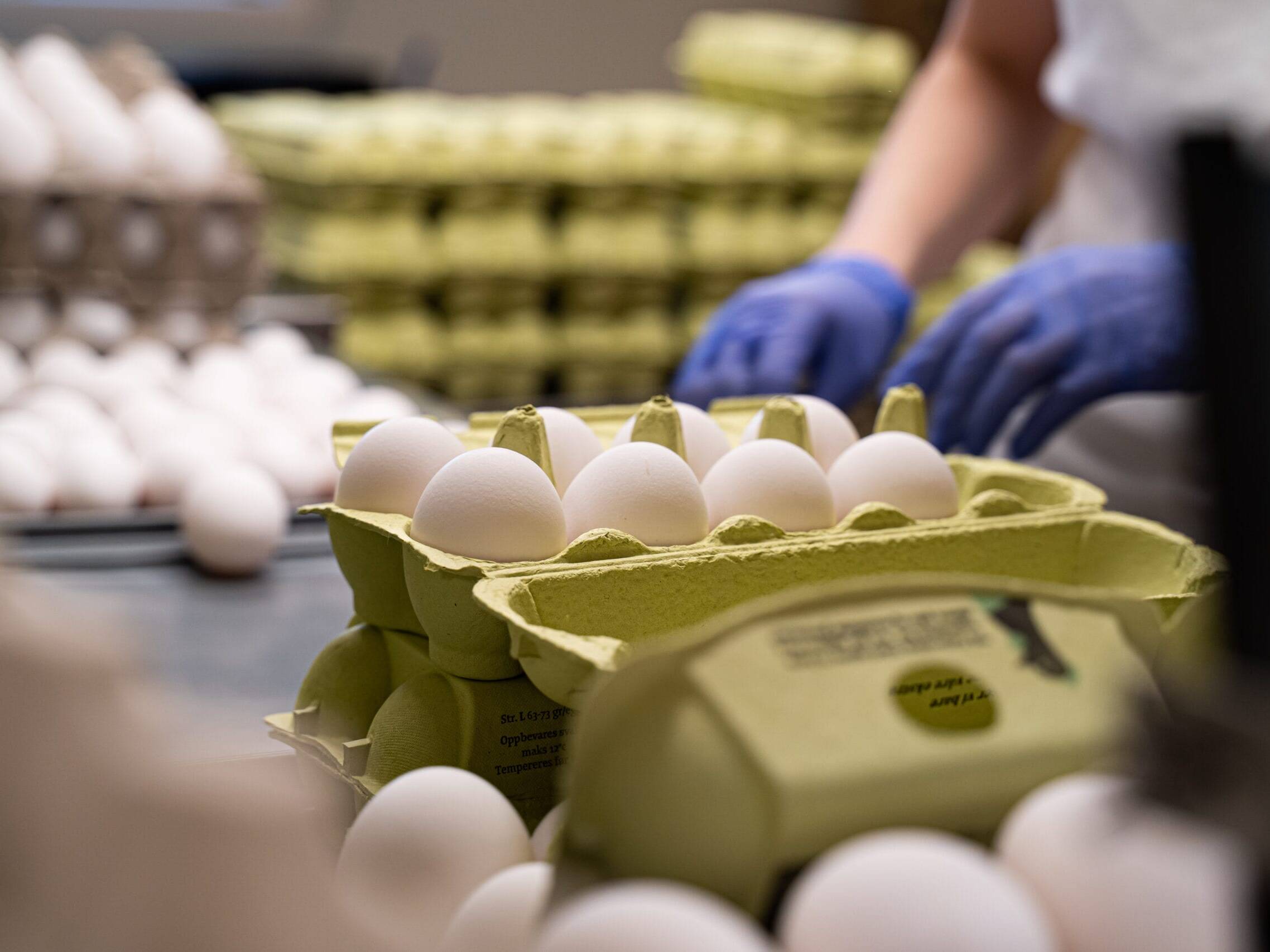 Foto: Ren Røros Frontal