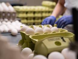 Foto: Ren Røros Frontal